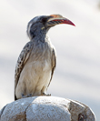 Tockus nasutus